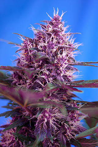 Sweet Seeds Red Poison (Автоцветущие феминизированные)
