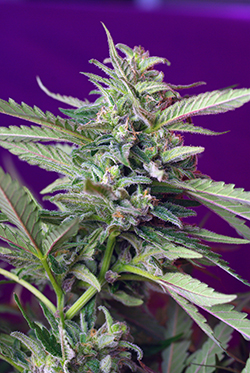 Sweet Seeds S.A.D. (Автоцветущие феминизированные)