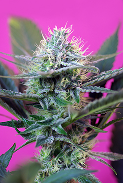 Sweet Seeds Speed + (Автоцветущие феминизированные)