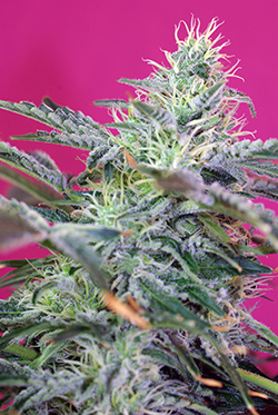 Sweet Seeds Sweet Cheese (Автоцветущие феминизированные)