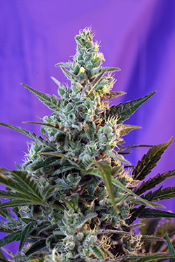 Sweet Seeds Sweet Skunk (Автоцветущие феминизированные)
