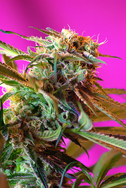 Sweet Seeds Wild Rose (Феминизированные)