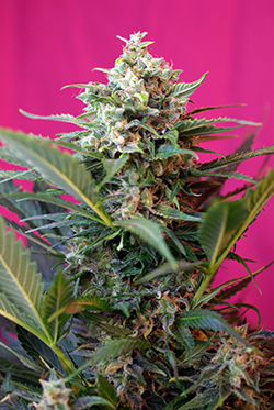 Sweet Seeds Big Devil XL (Автоцветущие феминизированные)