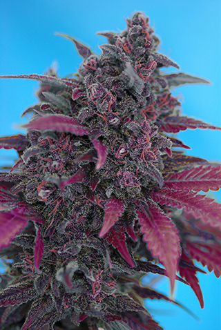 Sweet Seeds Dark Devil (Автоцветущие феминизированные)