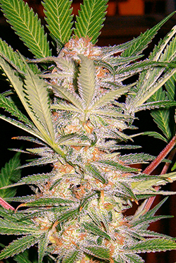Sweet Seeds S.A.D. (Феминизированные)
