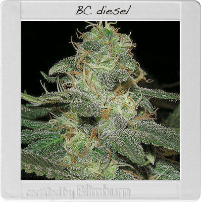 BlimBurn Seeds BC Diesel (Феминизированные)