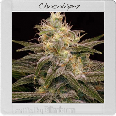 BlimBurn Seeds Chocolopez (Феминизированные)