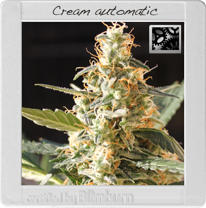BlimBurn Seeds Cream (Автоцветущие феминизированные)
