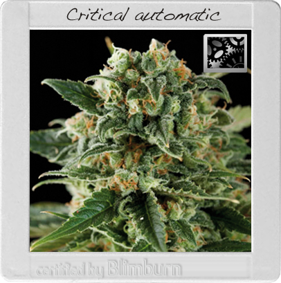 BlimBurn Seeds Critical (Автоцветущие феминизированные)