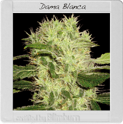 BlimBurn Seeds Dama Blanca (Феминизированные)