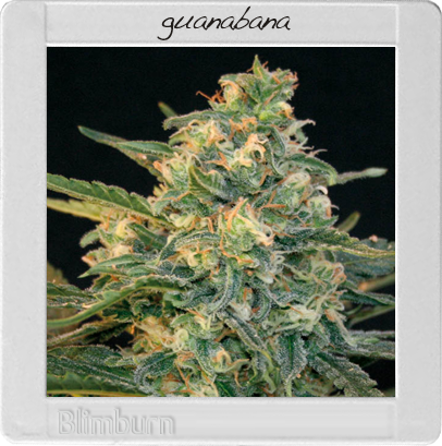 BlimBurn Seeds Guanabana (Феминизированные)