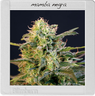 BlimBurn Seeds Mamba Negra