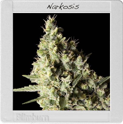 BlimBurn Seeds Narkosis (Феминизированные)