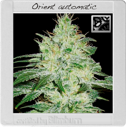BlimBurn Seeds Orient (Автоцветущие феминизированные)