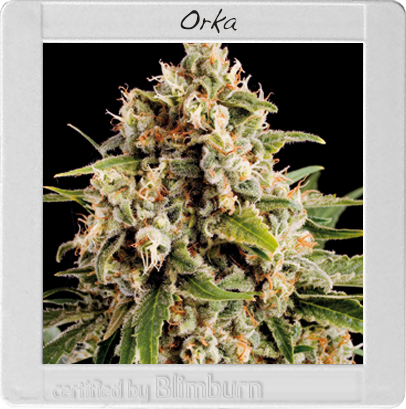 BlimBurn Seeds Orka (Феминизированные)
