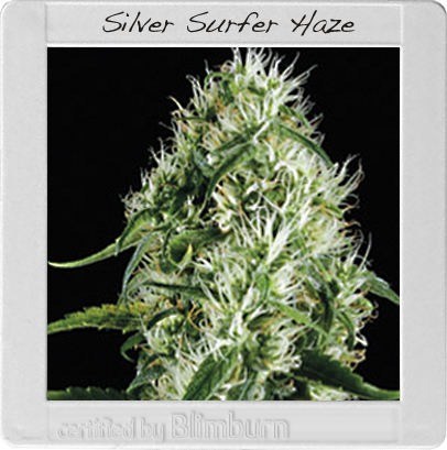 BlimBurn Seeds Silversurfer Haze (Феминизированные)