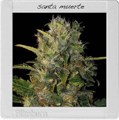 BlimBurn Seeds Santa Muerte (Феминизированные)