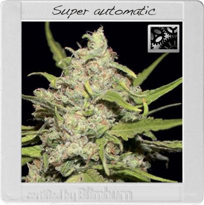 BlimBurn Seeds Superautomatic (Автоцветущие феминизированные)