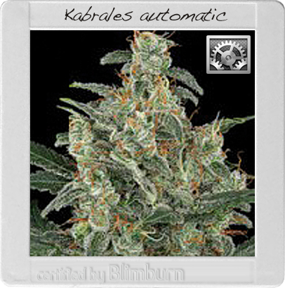 BlimBurn Seeds Kabrales (Феминизированные)