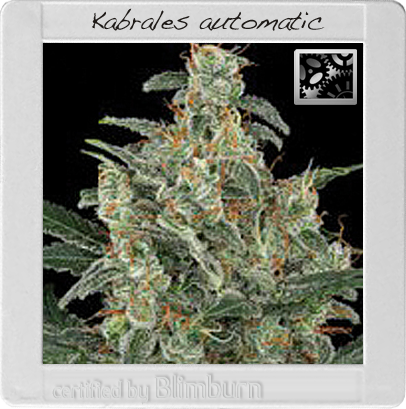 BlimBurn Seeds Kabrales (Автоцветущие феминизированные)