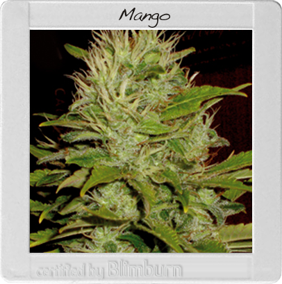 BlimBurn Seeds Mango (Феминизированные)