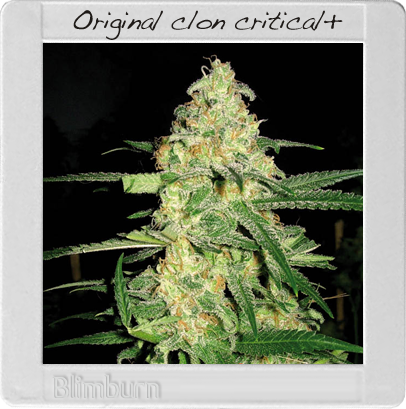 BlimBurn Seeds Original Clon (Феминизированные)