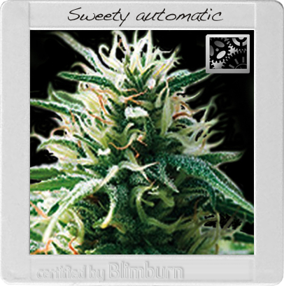 BlimBurn Seeds Sweety (Автоцветущие феминизированные)