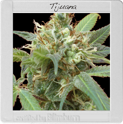 BlimBurn Seeds Tijuana (Феминизированные)