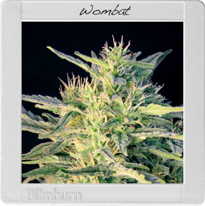 BlimBurn Seeds Wombat (Феминизированные)