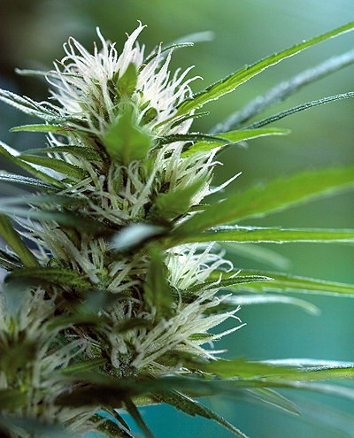 Barney's Farm Seeds LSD (Феминизированные)