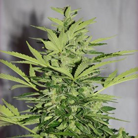 Nirvana Seeds Supreme CBD Lemon OG (Автоцветущие феминизированные)