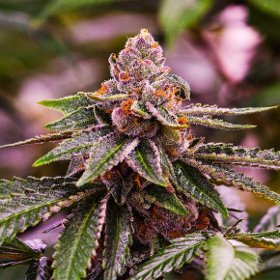 Nirvana Seeds Girl Scout Cookies (Феминизированные)