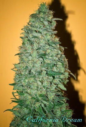 Mandala Seeds California Dream (Феминизированные)