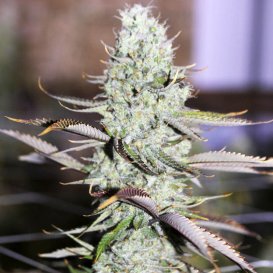 Auto Opium (Автоцветущие феминизированные)