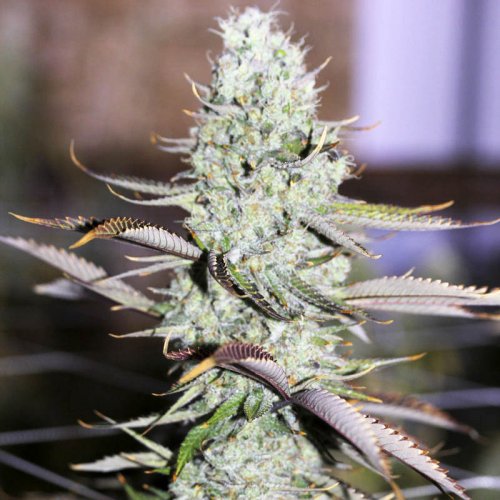 Divine Seeds Auto Opium (Автоцветущие феминизированные)