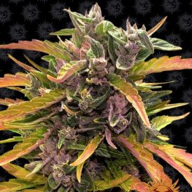 Barney's Farm Seeds Gorilla Glue (Автоцветущие феминизированные)