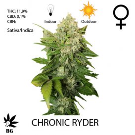 The Joint Doctor Chronic Ryder (Автоцветущие феминизированные)
