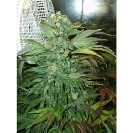 KC 45 (Феминизированные)