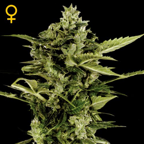 Greenhouse Seed Co. Auto-Bomb (Автоцветущие феминизированные)