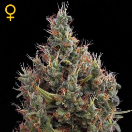 Greenhouse Seed Co. Big Bang (Автоцветущие феминизированные)