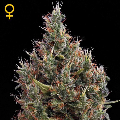 Greenhouse Seed Co. Big Bang (Автоцветущие феминизированные)