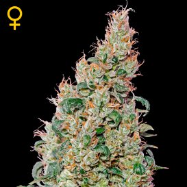 Greenhouse Seed Co. Green-O-Matic (Феминизированные)