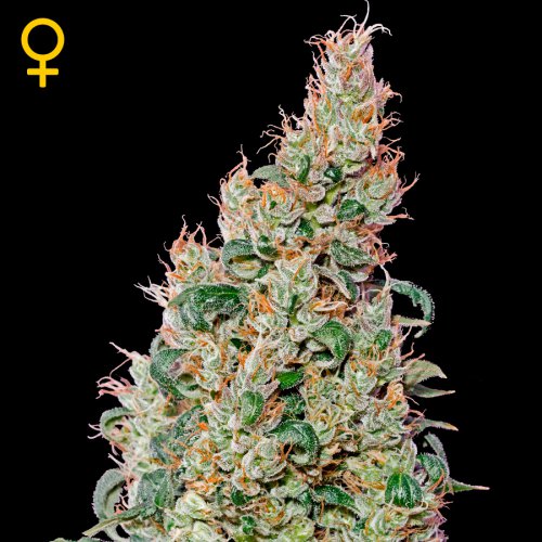 Greenhouse Seed Co. Green-O-Matic (Феминизированные)