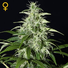 Greenhouse Seed Co. Kalashnikova (Автоцветущие феминизированные)