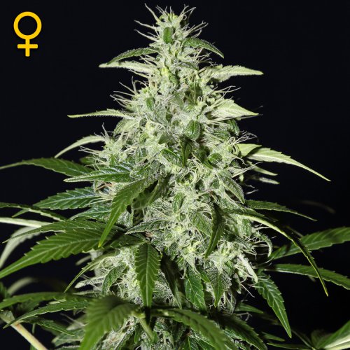 Greenhouse Seed Co. Kalashnikova (Автоцветущие феминизированные)
