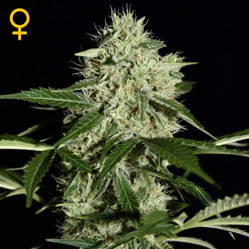 Greenhouse Seed Co. Northern Lights (Автоцветущие феминизированные)