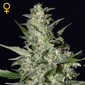 Greenhouse Seed Co. Super Critical (Автоцветущие феминизированные)