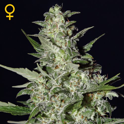 Greenhouse Seed Co. Super Critical (Автоцветущие феминизированные)