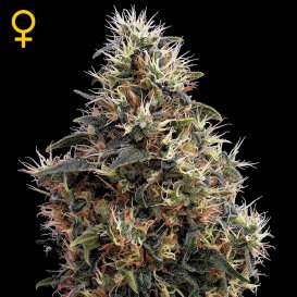 Greenhouse Seed Co. Sweet Mango (Автоцветущие феминизированные)