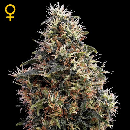 Greenhouse Seed Co. Sweet Mango